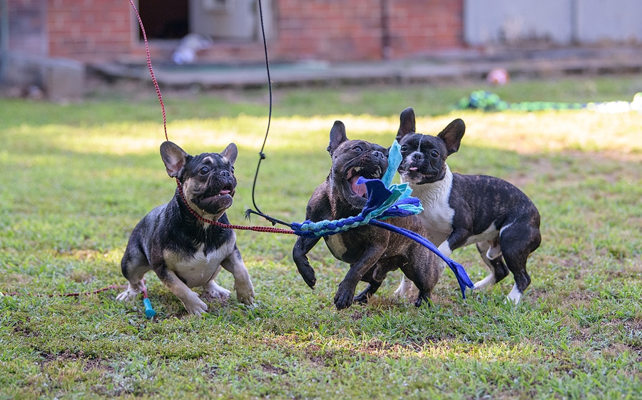 Three French bulldogs playing in the grass with a flirt pole
